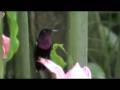 Colibri.wmv