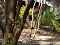 Koh Phangan Island Leela Beach Bungalows walkaround Koh Phangan Island Leela Beach Bungalows walkaround