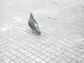 te cago una paloma!!