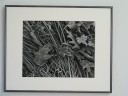 Connecticut photographer Judith Petrovich introduces a sample of her silver gelatin prints that are part of her exhibit Garden Tapestries at the Marie Louise Trichet gallery at Wisdom House in Litchfield, CT. See atwisdomstable.org for more information.