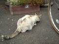 お花屋さんの猫