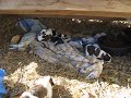 Saint Bernard Puppies