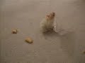 Gom Soon - The Hamster Movie Finale