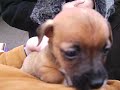 Nikolaev Humane Society