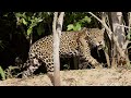 Jaguar Vs Caiman Brazil Pantanal 2010