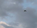 Gyrfalcon in Harlingen Gyrfalcon in Harlingen