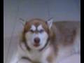 Alaskan Malamute Howling