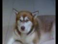 Alaskan Malamute Howling
