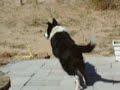 Dog Chase