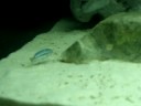 Melanochromis maingano Melanochromis maingano
