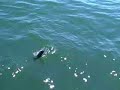 Charter Fishing in Westport, WA on the Tally Ho