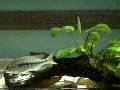 videos de Nyassachromis boadzulu eating Cyclops with Protrusible Mouth Video #2
