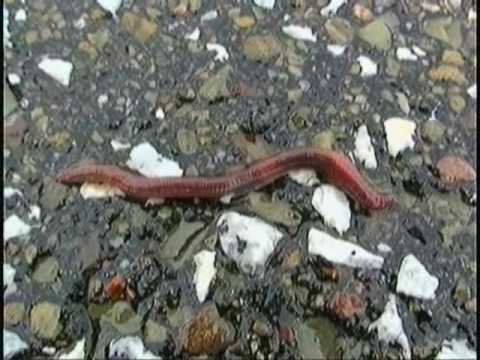 how to harvest earthworms