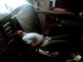 rengo bailando
