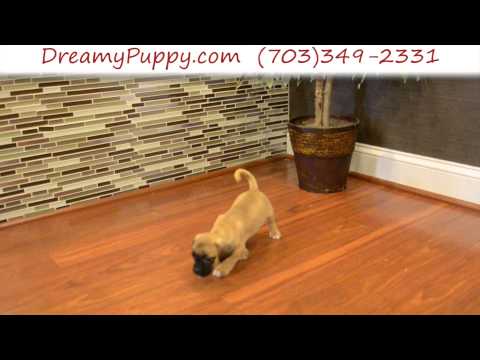 Super Cute Female Puggle Puppy 2
