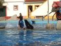 videos de Zoo