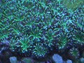 Galaxea coral Galaxea coral