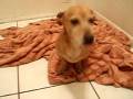 videos de San Antonio's favorite Bassetts #2