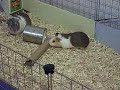 Search Video