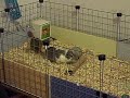 Search Video