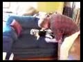 Jack Russell with Life Jacket