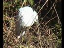 Little Egret Little Egret