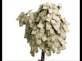 How To Plant A Money Tree