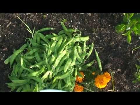 how to harvest snow peas