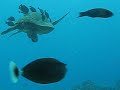 Turtle shell cleaning