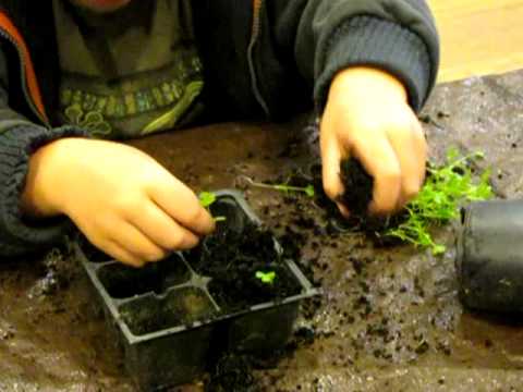 how to transplant celery