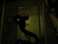 videos de Retic eating