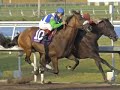 A Tribute To Barbaro A Tribute To Barbaro