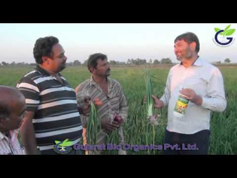 how to fertilize onions organically