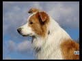 Bordercollie