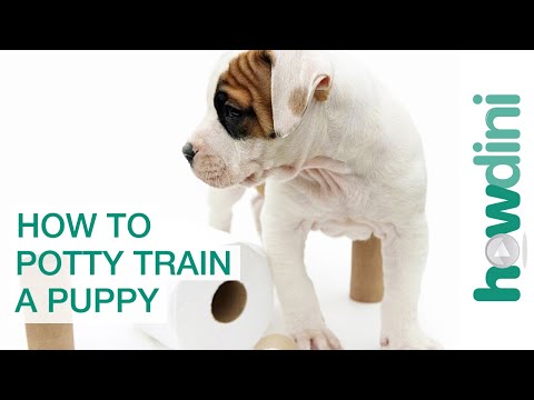 how to house train a puppy