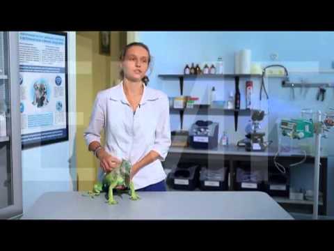 Ожог игуаны в террариуме