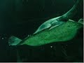 Kelly Tarltons Underwater World