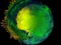 MindWarp.wmv