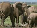 videos de What's the Biggest Baby