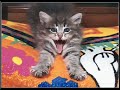 cat I\
