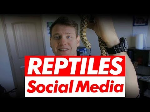 YouTube reptile video