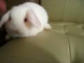 videos de น้อง LOP (พ่อHL แม่ AFL)  ซนมากน่ารัก นุ่ม ขาว ไปทั้งตัว