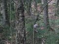 Sciurus carolinensis