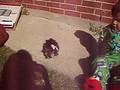 videos de Coqui y Leo con la Oreo...