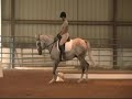 Horse for Sale - Sterling Moss, 16.1 h. NZTB G. 13 yrs. old