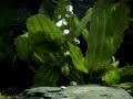 my fish tank dublin my fish tank dublin