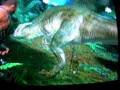 Turok Walkthrough part 7