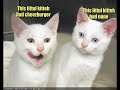 funny cats part 21