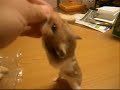 My hamster