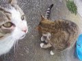 The Cats Meow